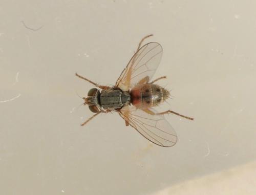 Réf. 318 187 : Lispocephala sp.